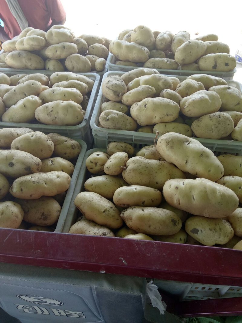 《荷兰十五土豆》品种规格齐全*电商市场代存代发
