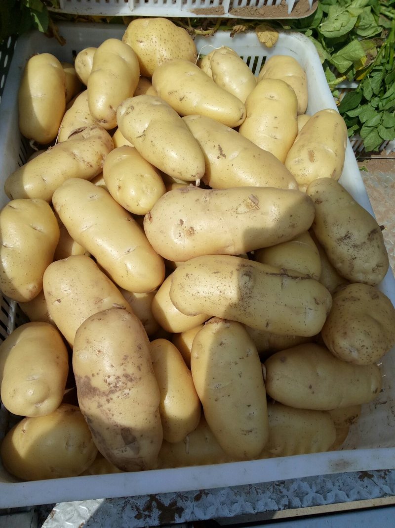 《荷兰十五土豆》品种规格齐全*电商市场代存代发
