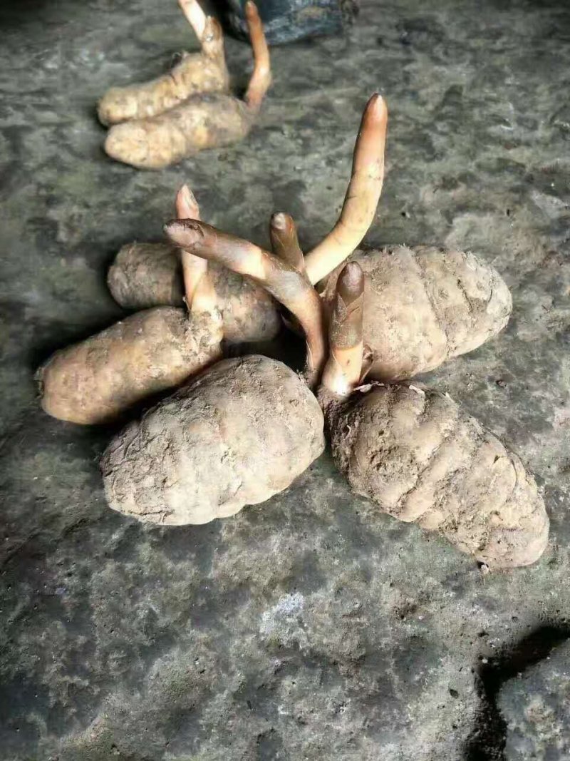 深山野生天麻（鲜天麻）