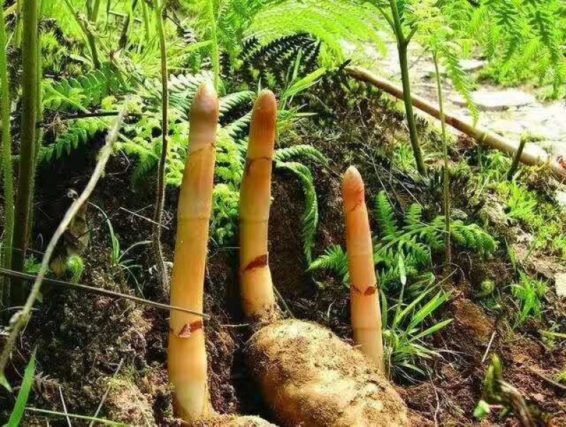 深山野生天麻（鲜天麻）