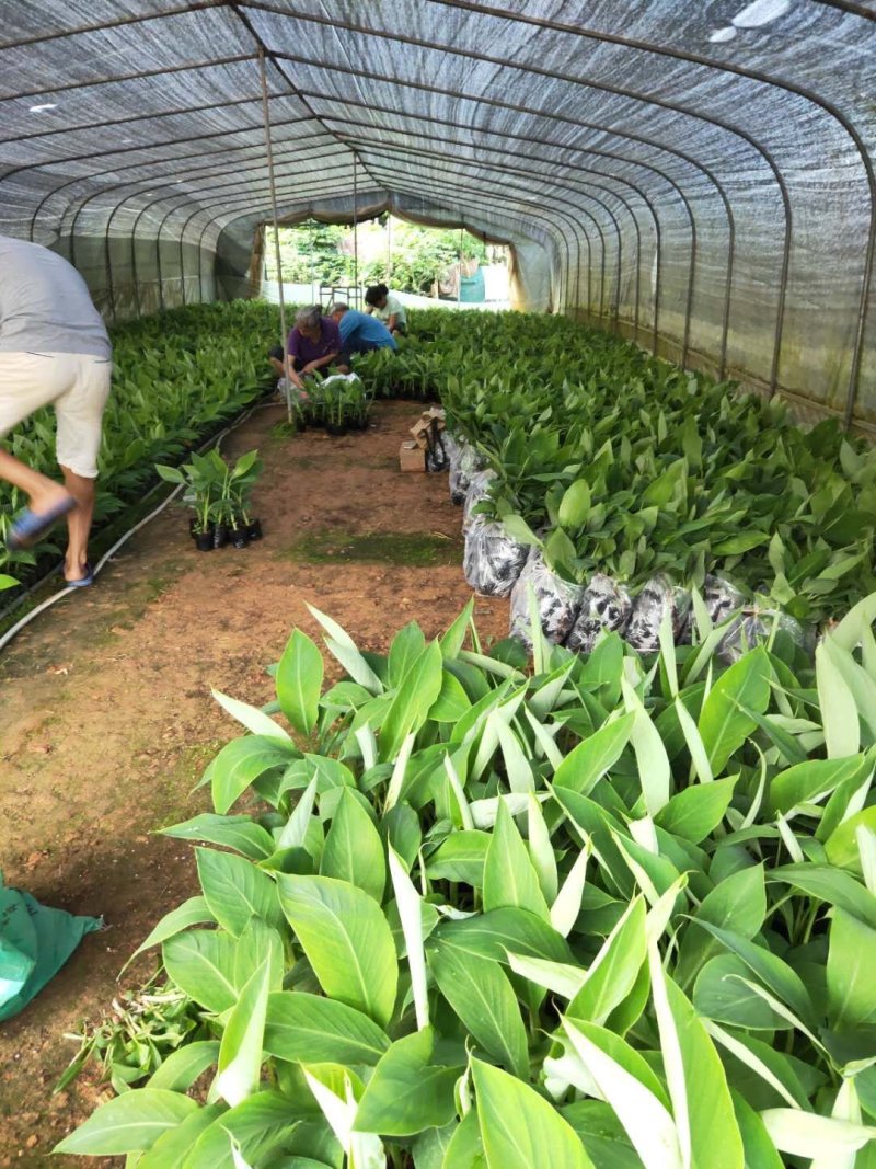 香蕉苗广西南宁兴旺香蕉苗粉蕉苗厂家