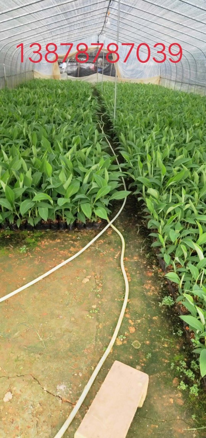 香蕉苗广西南宁兴旺香蕉苗粉蕉苗厂家