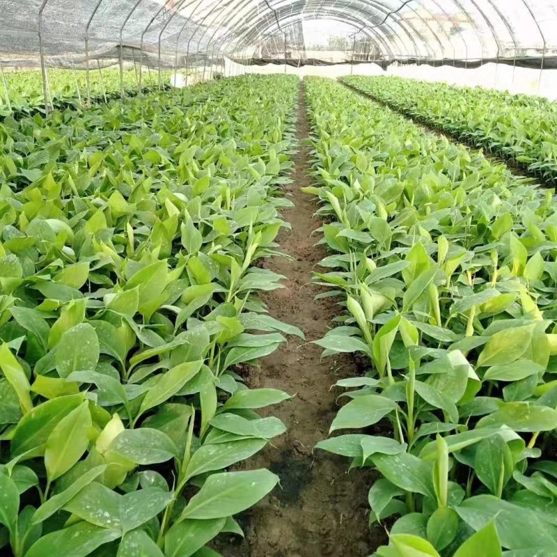 香蕉苗广西南宁兴旺香蕉苗粉蕉苗厂家