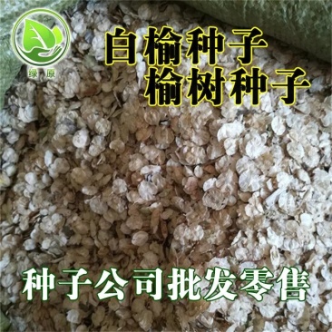 白榆种子当年新采包发芽种子公司批发零售