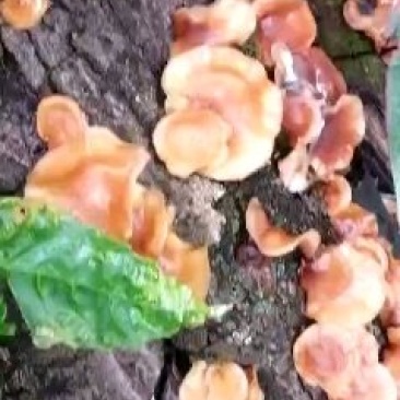 野生香菇，和种植的区别相差大，味道鲜香。