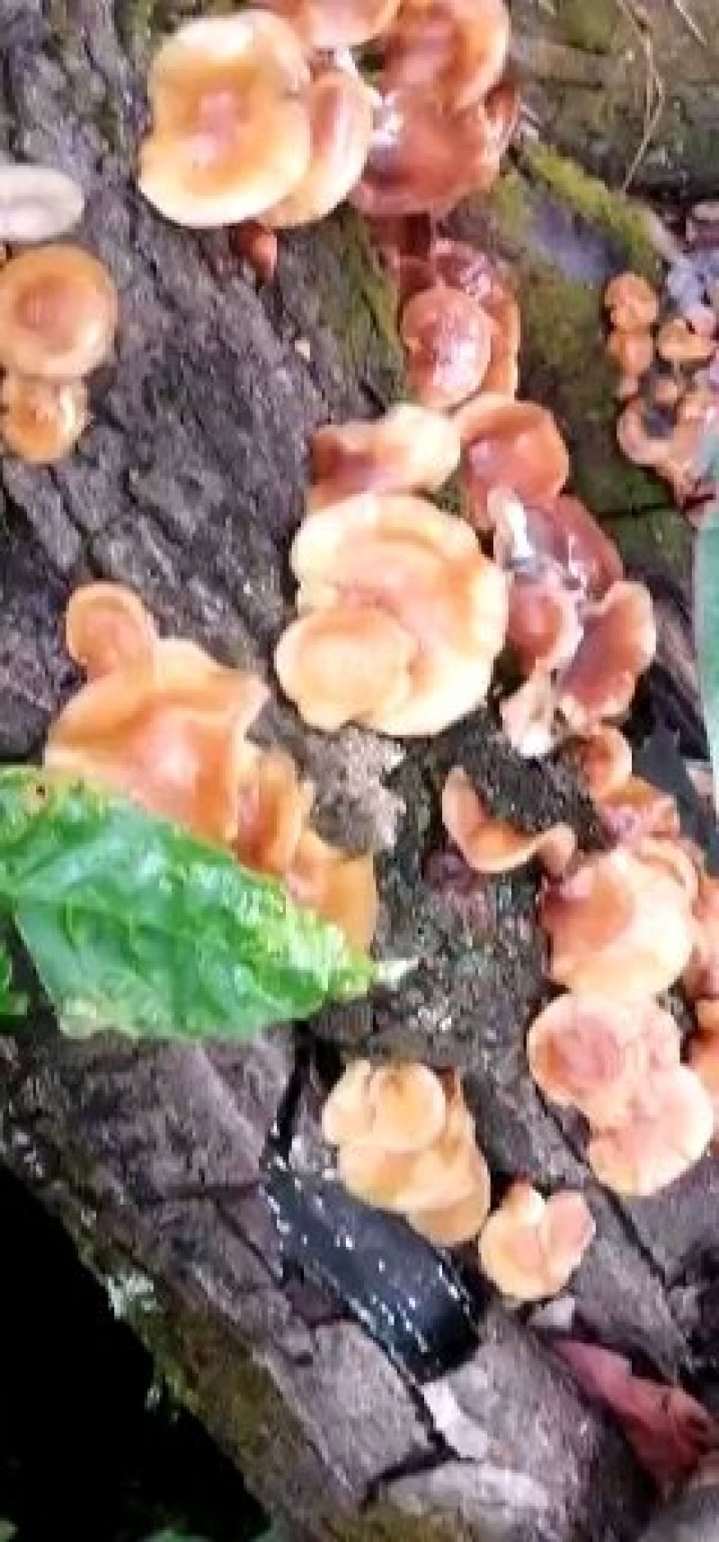 野生香菇，和种植的区别相差大，味道鲜香。