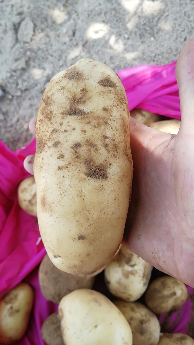 土豆