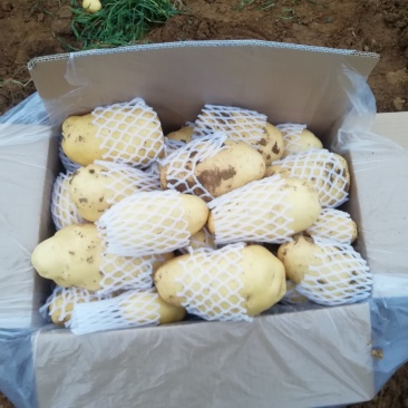 荷兰十五