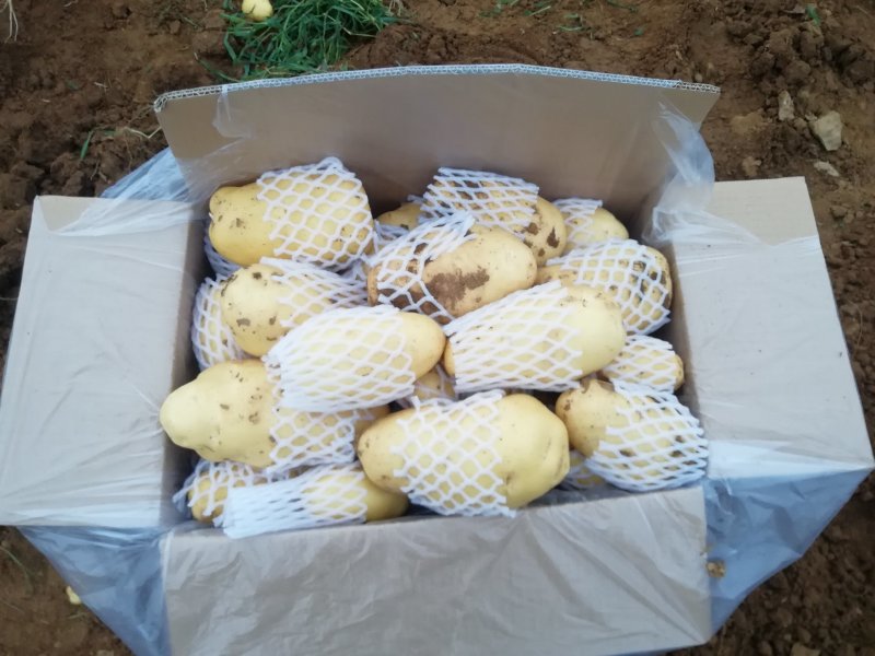荷兰十五