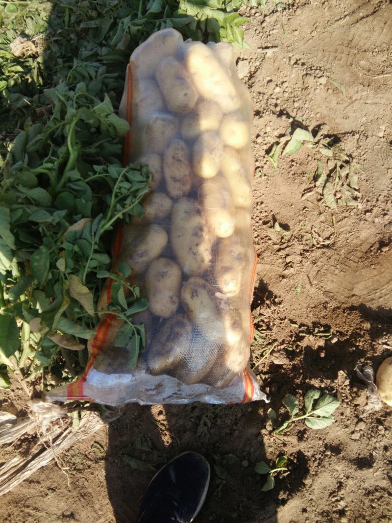 基地新土豆大量现货供应，需要的速联系我！……