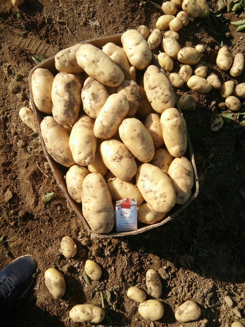 基地新土豆大量现货供应，需要的速联系我！……