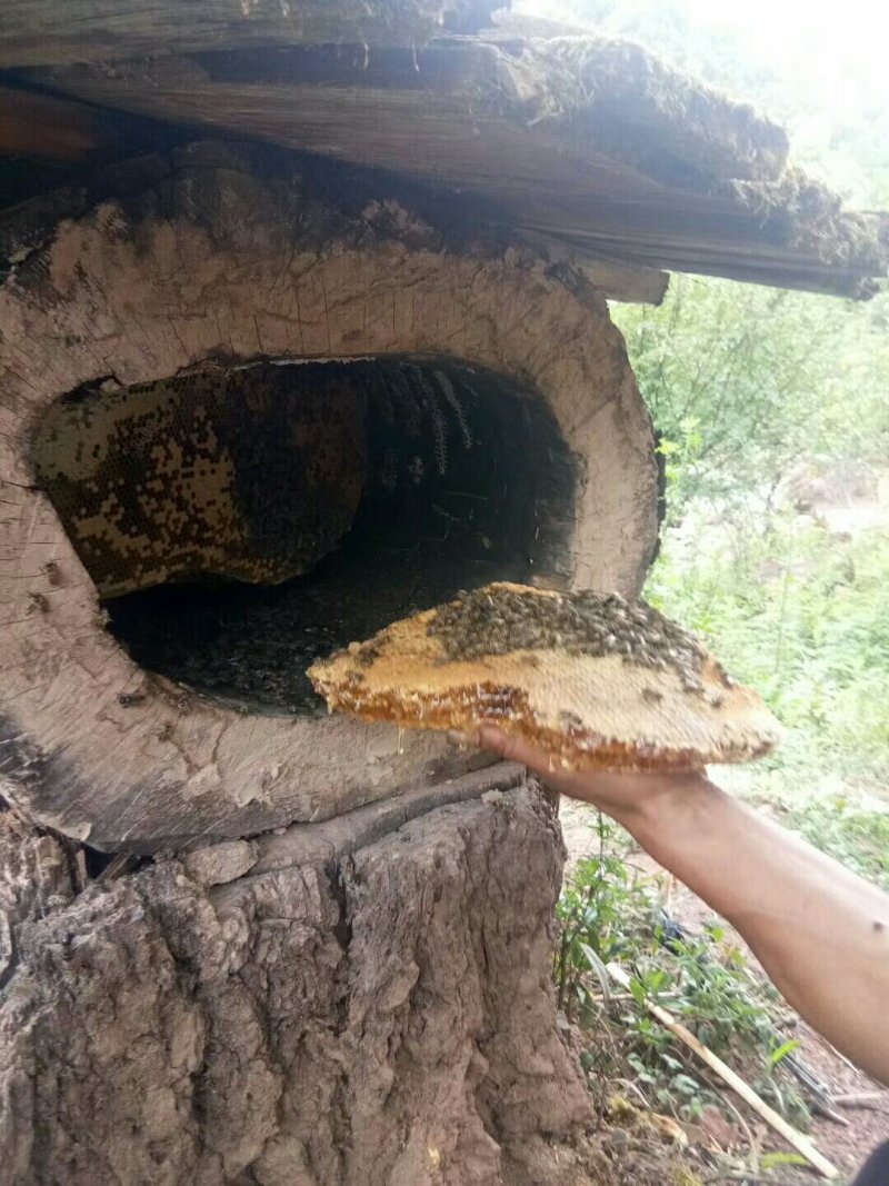 野生蜂蜜，一斤一瓶，玻璃瓶装的