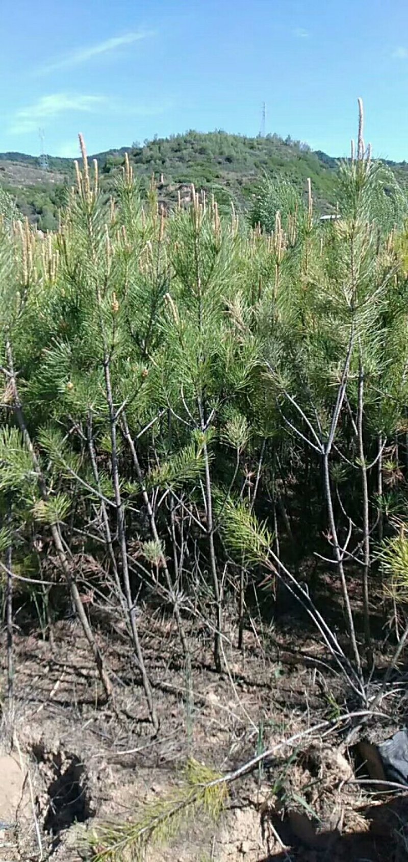 油松杯苗一手货源量大从优服务周到欢迎来电
