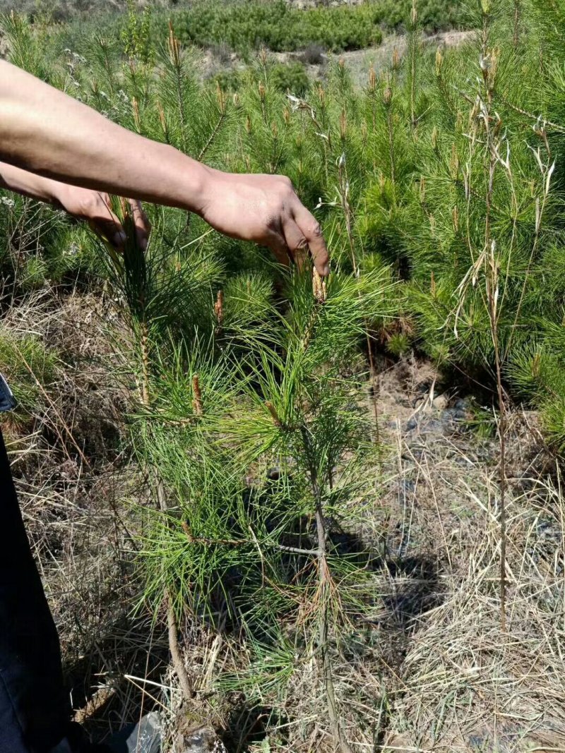 油松杯苗一手货源量大从优服务周到欢迎来电