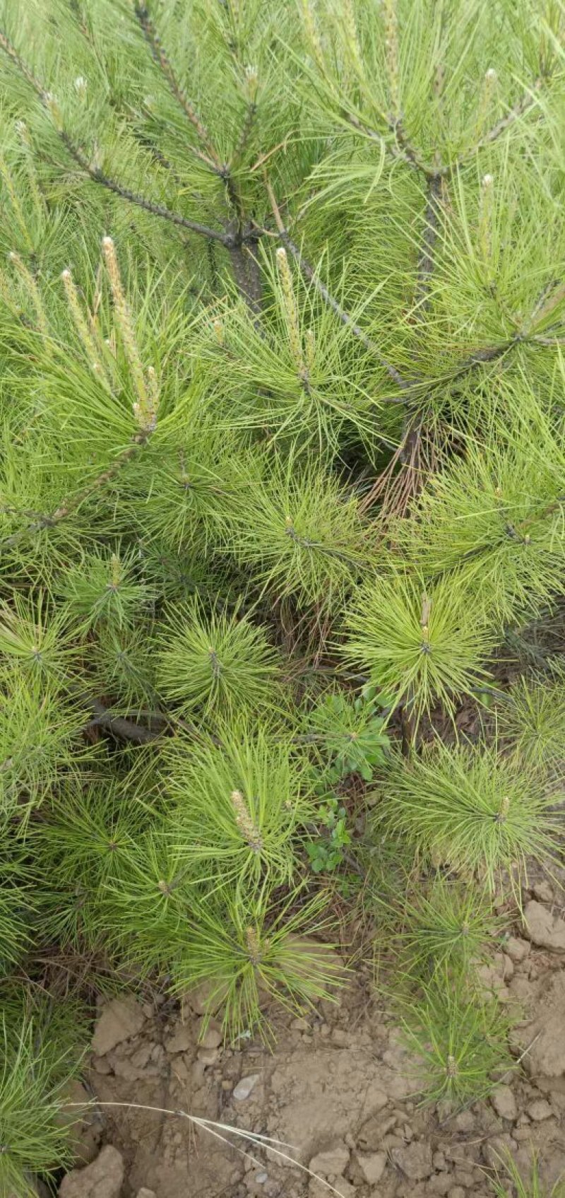 油松杯苗一手货源量大从优服务周到欢迎来电