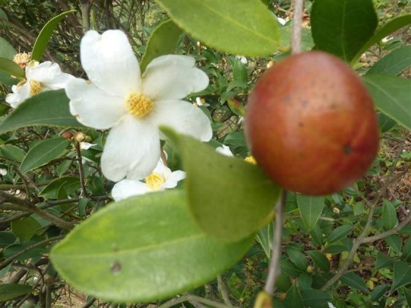 油茶籽