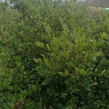 油茶籽