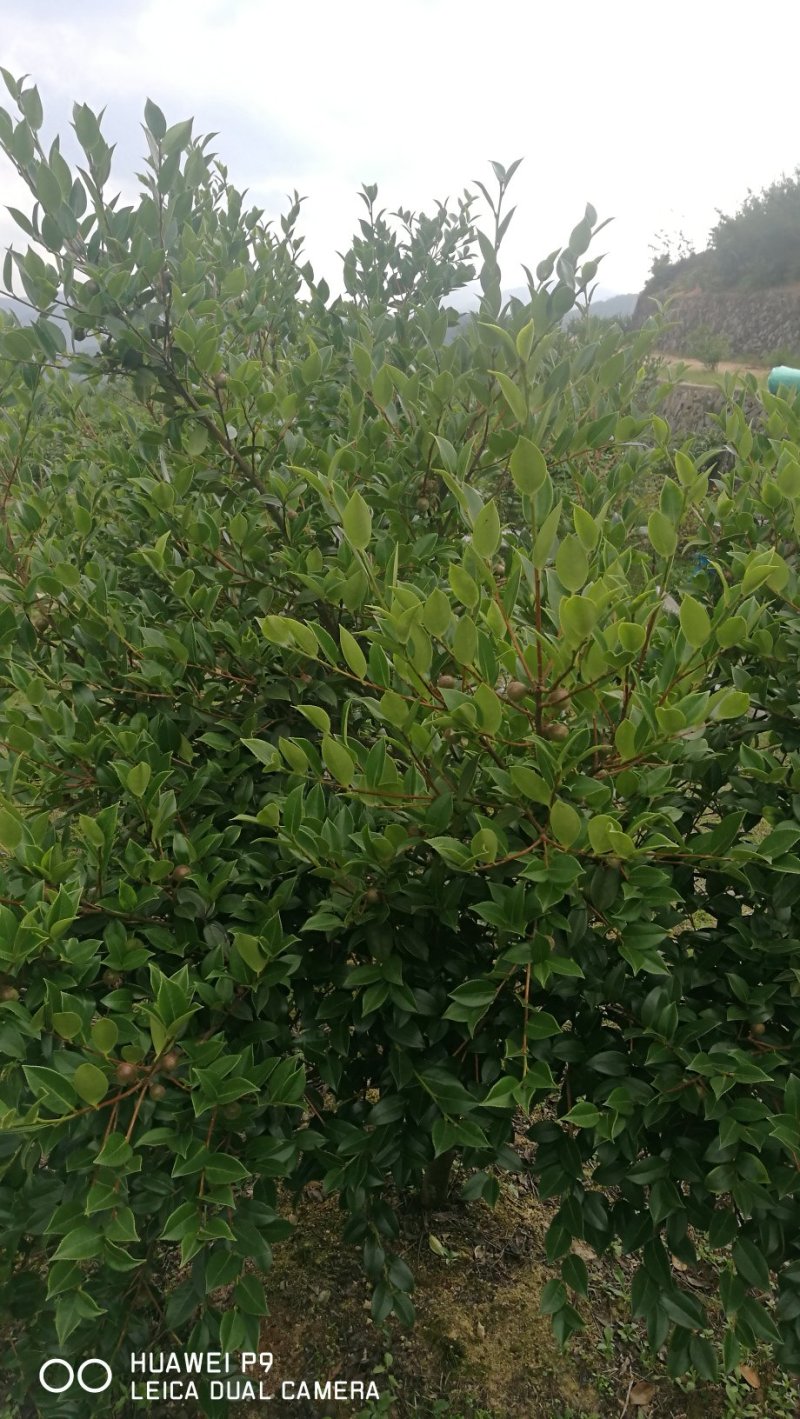 油茶籽