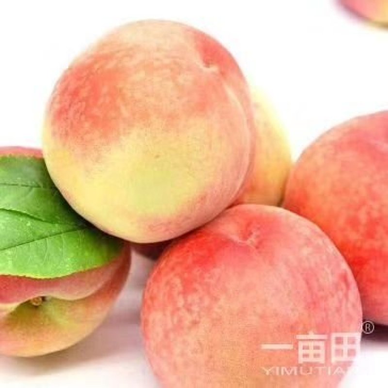 毛桃