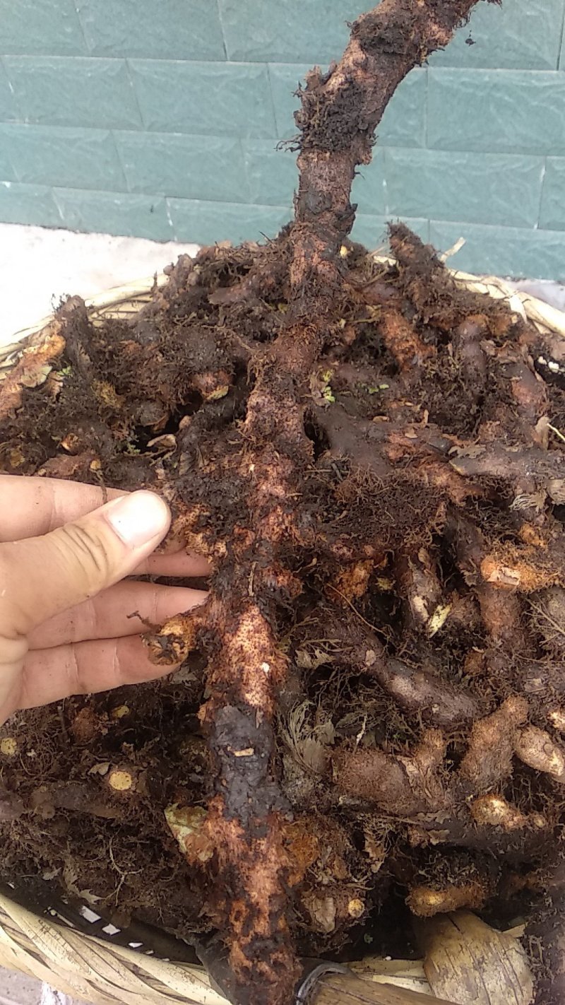 骨碎补毛姜爬岩姜石岩姜去毛干货野生高干度含量