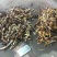 骨碎补毛姜爬岩姜石岩姜去毛干货野生高干度含量