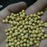芽豆690。珍珠豆豆芽专用豆发芽率高