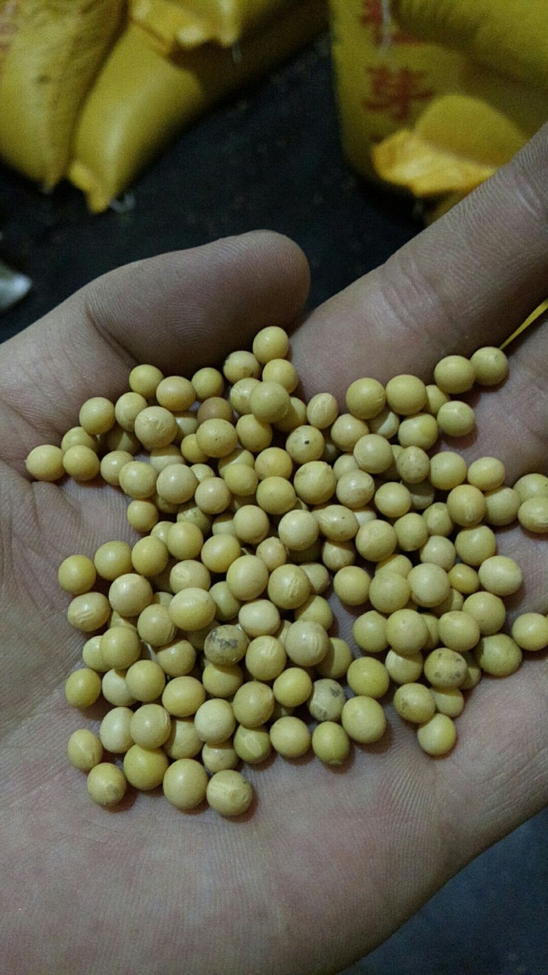 芽豆690。珍珠豆豆芽专用豆发芽率高