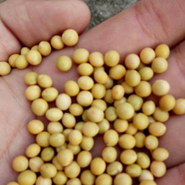 芽豆690。珍珠豆豆芽专用豆发芽率高