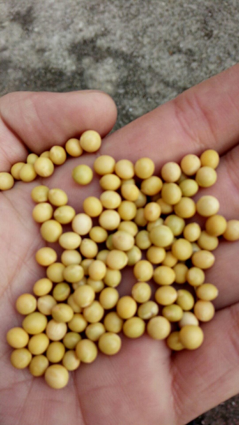 芽豆690。珍珠豆豆芽专用豆发芽率高
