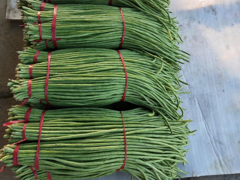 热卖【基地供货】豆角，豇豆，翠绿，质量保证，量大从优