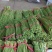 热卖【基地供货】豆角，豇豆，翠绿，质量保证，量大从优