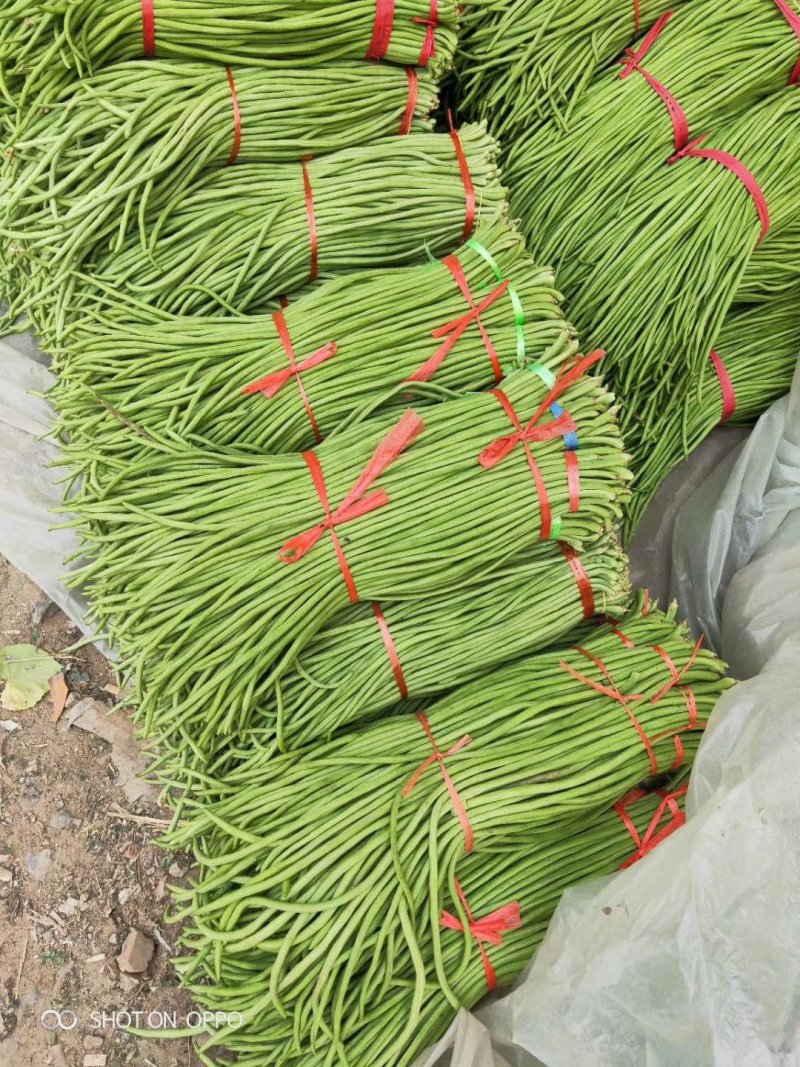 热卖【基地供货】豆角，豇豆，翠绿，质量保证，量大从优