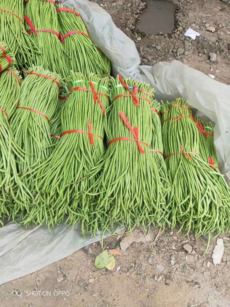 热卖【基地供货】豆角，豇豆，翠绿，质量保证，量大从优