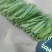 白洋淀苇叶