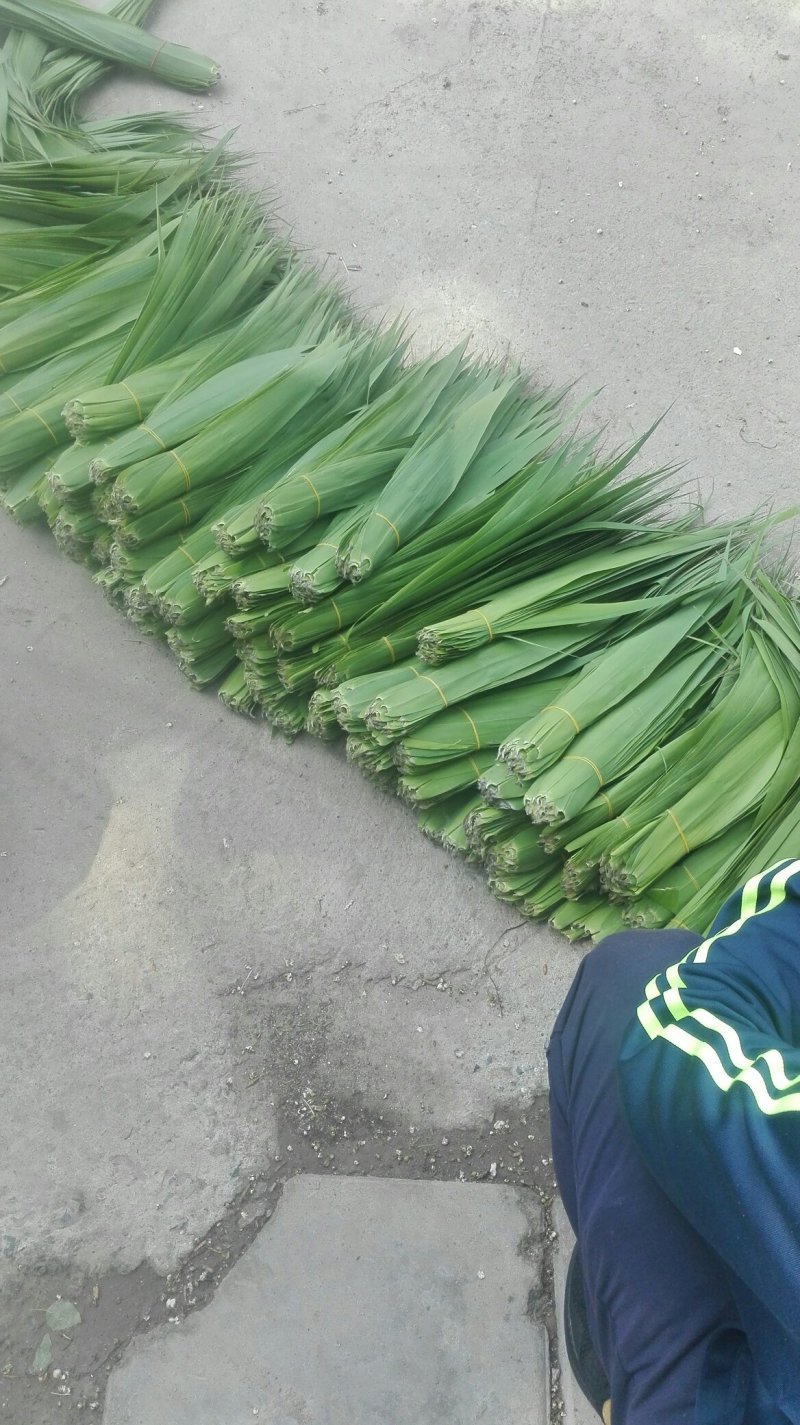 白洋淀苇叶