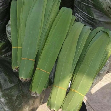 白洋淀苇叶