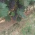 夏黑葡萄大量上市