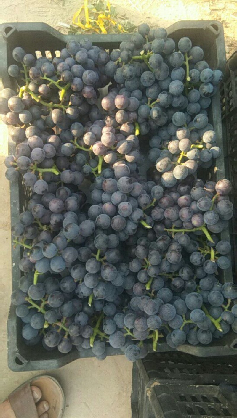 夏黑葡萄大量上市