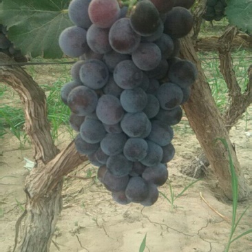 夏黑葡萄大量上市