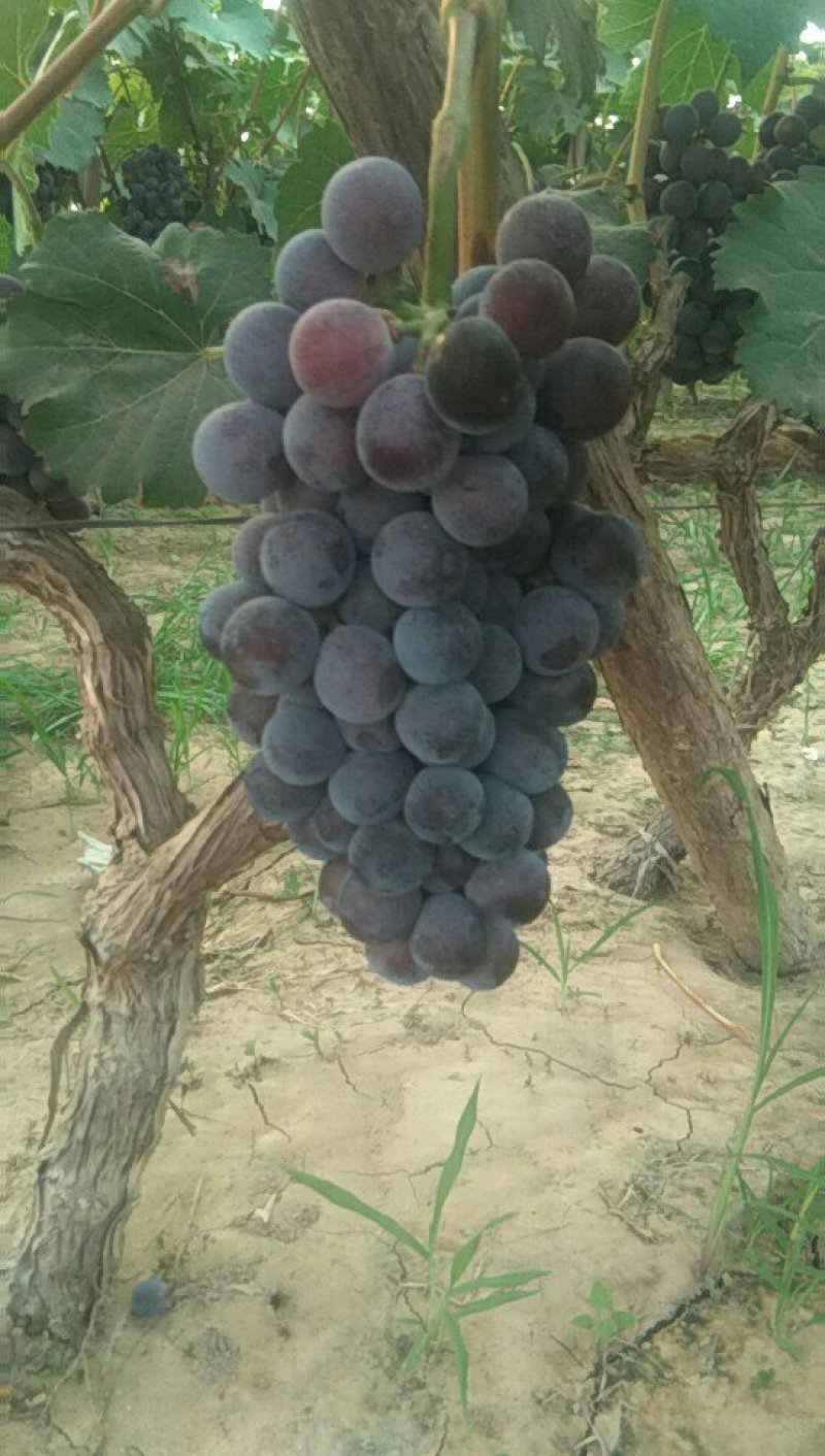 夏黑葡萄大量上市