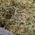 陕西商洛优质新品种金银花