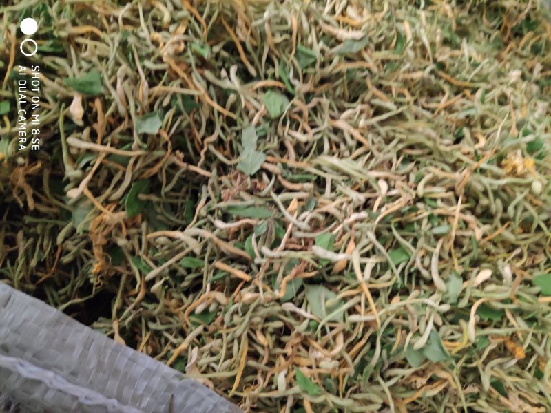 陕西商洛优质新品种金银花