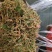 陕西商洛优质新品种金银花