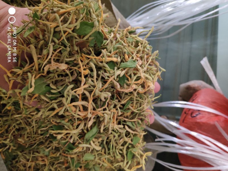 陕西商洛优质新品种金银花