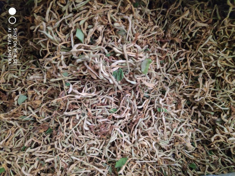 陕西商洛优质新品种金银花
