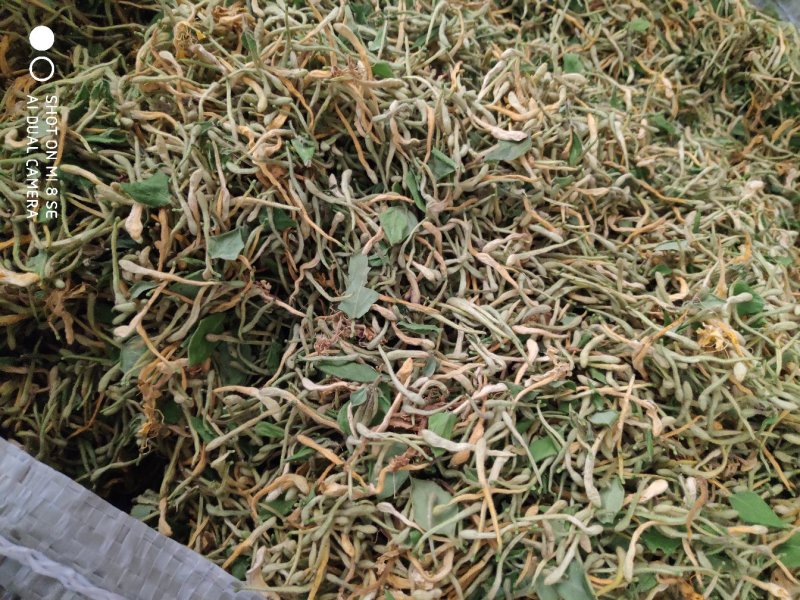 陕西商洛优质新品种金银花