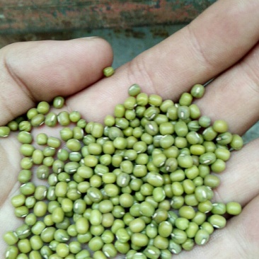 芽豆。芽绿豆生豆芽专用绿豆