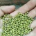 芽豆。芽绿豆生豆芽专用绿豆