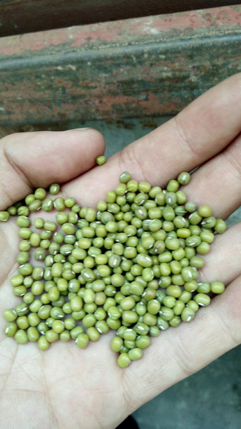 芽豆。芽绿豆生豆芽专用绿豆