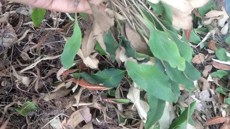 石韦小叶整颗干货猫耳朵野生整棵无硫干货
